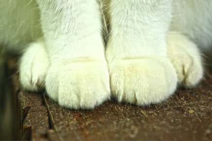 image of cat paws.