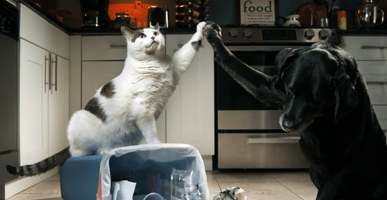 Image of a dog and cat celebrating after knocking over the kitchen garbage. 