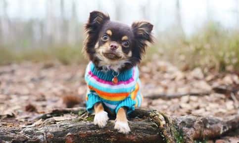 image of chihuahua wearing a sweater in the woods