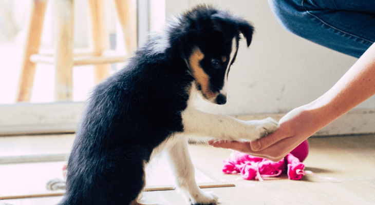 Puppy offers paw for the promise of reward