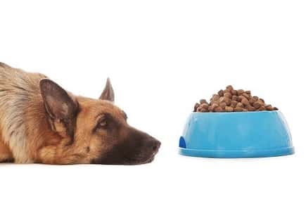 Image of a German Shepherd looking sick next to a bowl of dog food. 