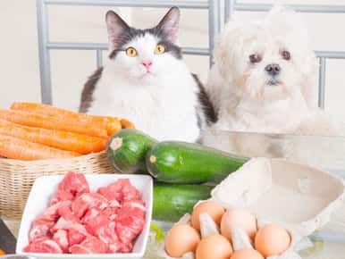image of cat and dog looking at food