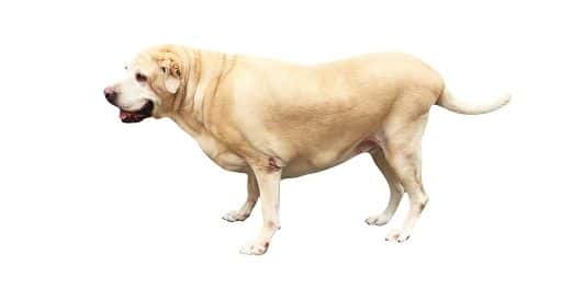 Image of dog standing.