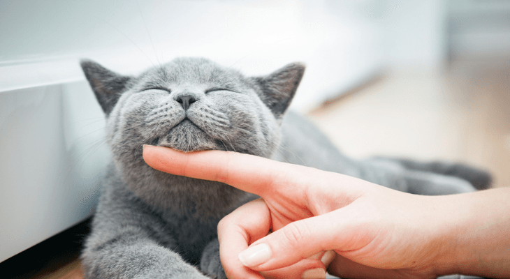 Happy cat getting loved