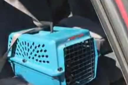 Image of a seatbelt strap securing a pet carrier in a car.