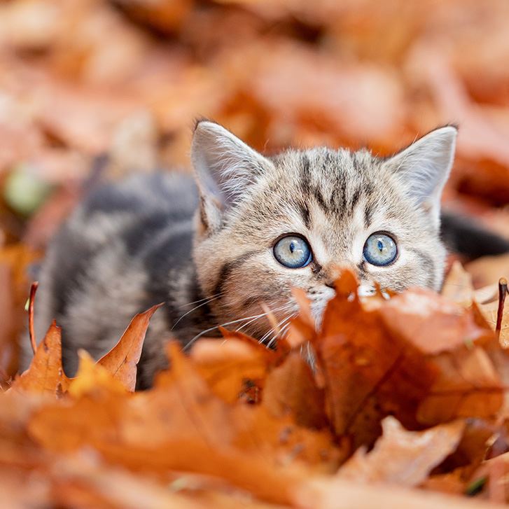 cat in leaves