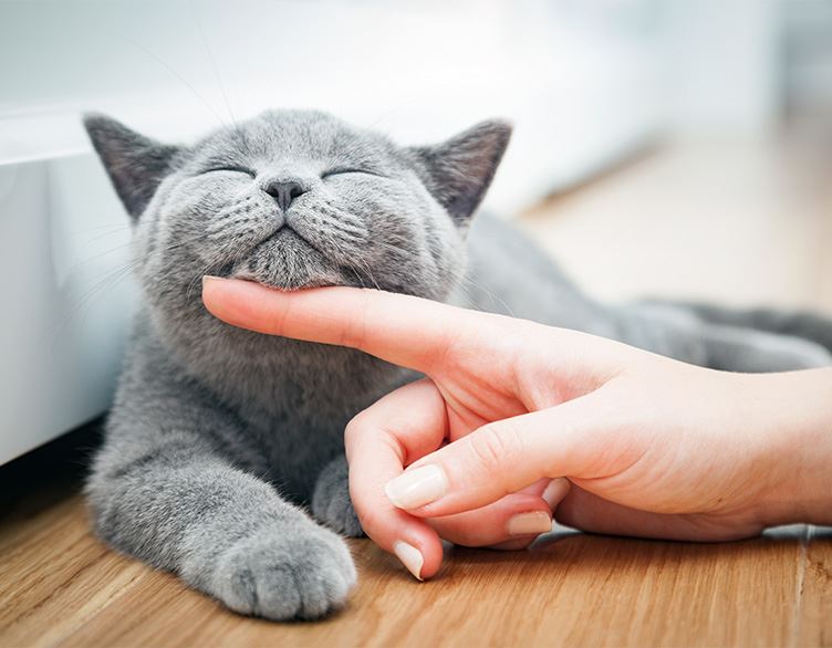 happy cat with finger